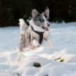 Action! Playing in the snow…